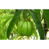 Garcinia Cambogia (1)